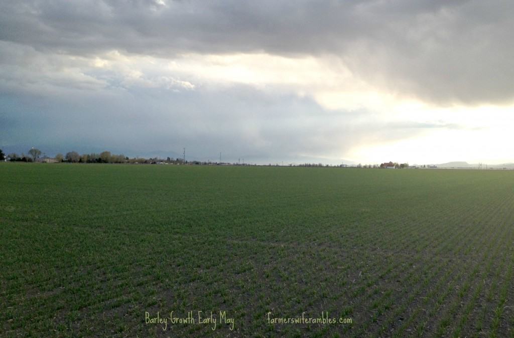 Barley Crop May 2013