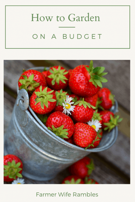 A galvanized bucket of strawberries with the words how to garden on a budget written on it. 