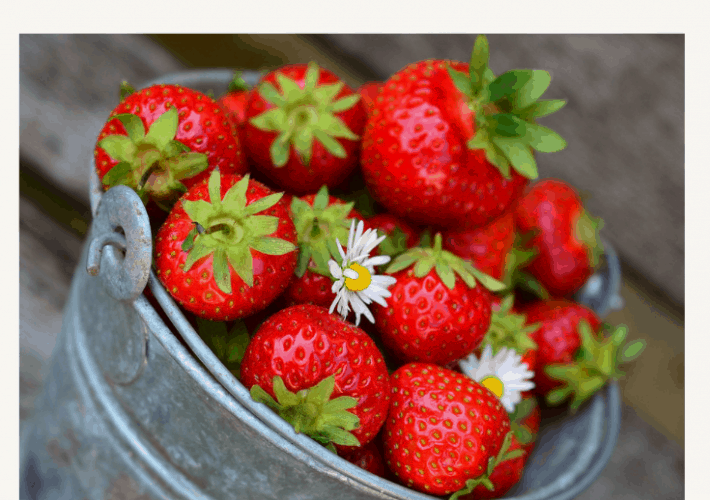 A galvanized bucket of strawberries with the words how to garden on a budget written on it.