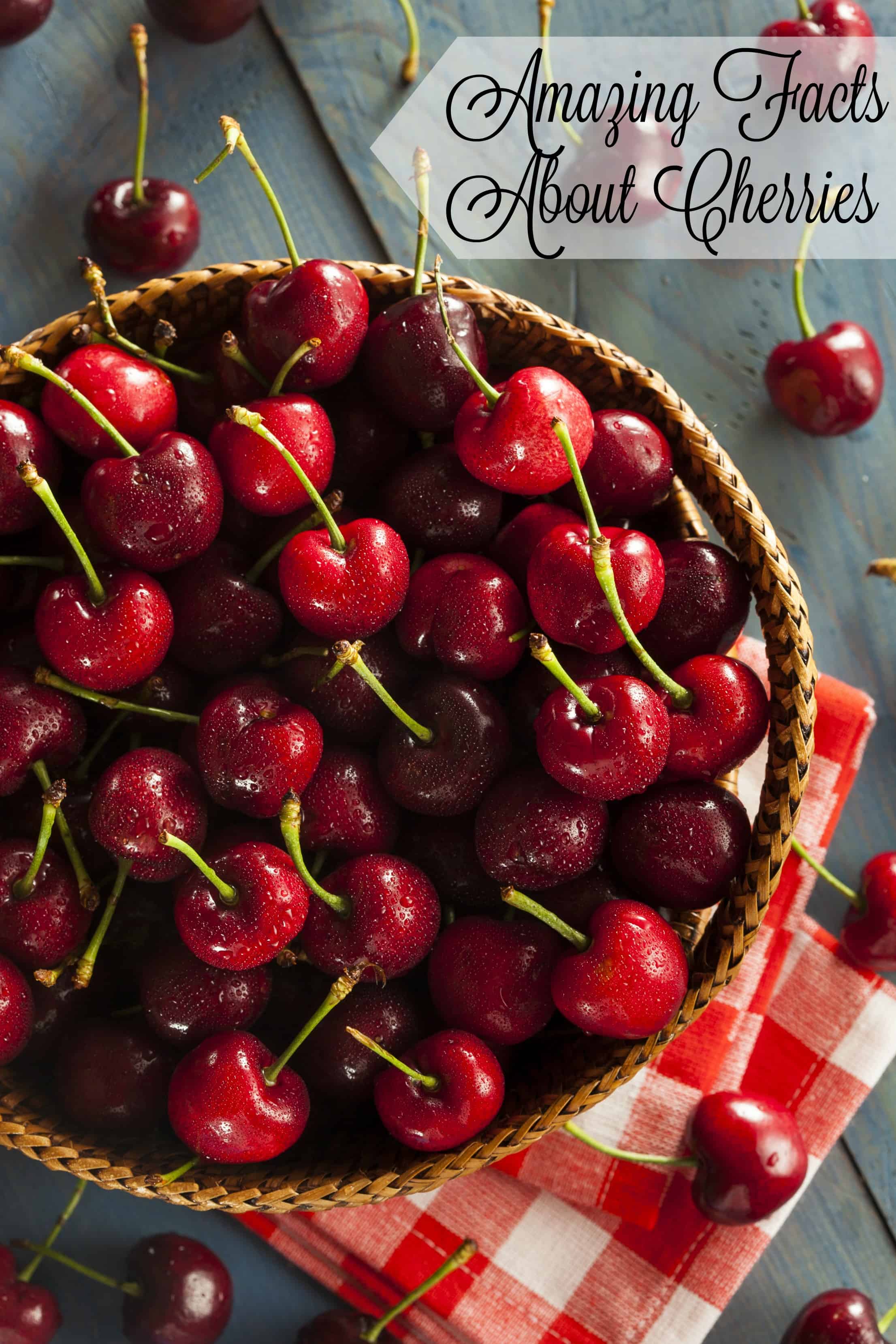 The next time you look at a cherry, you’ll appreciate it a little more because of these amazing facts about cherries. - Teaspoon Of Goodness