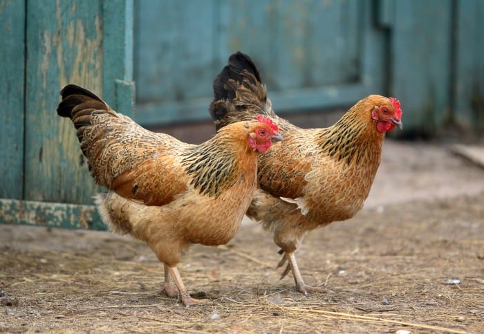 A Quick Guide to Keeping Backyard Chickens
