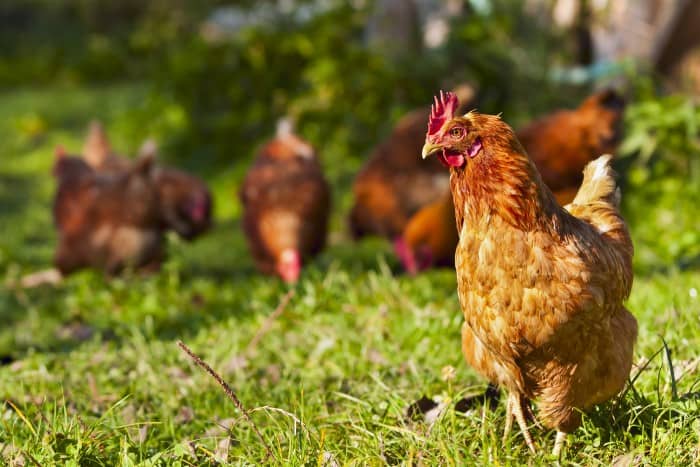 A Quick Guide to Keeping Backyard Chickens