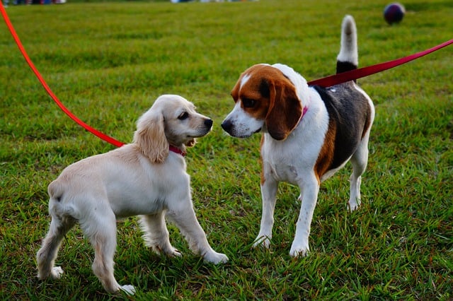 dogs in a dog park